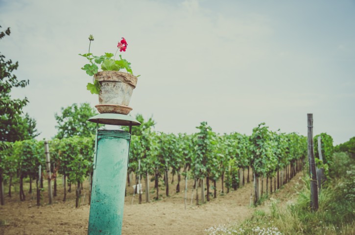 Vinhos